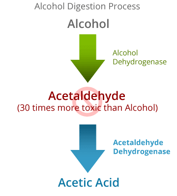 Alcohol Digestion Process